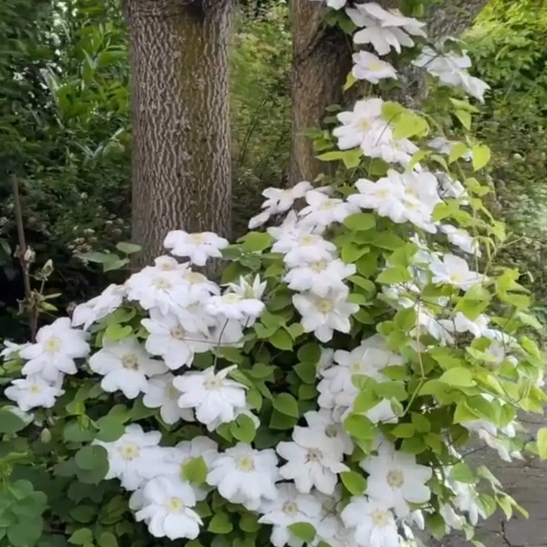 Clematis Madame Le Coultre (Bosrank)