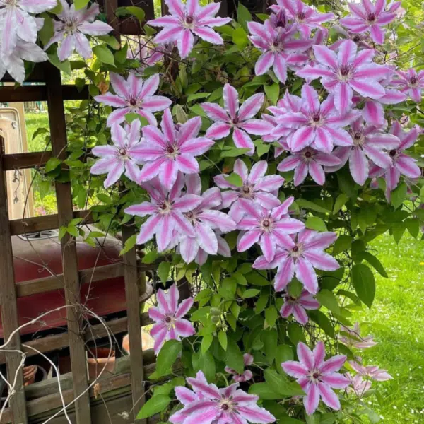 Clematis Nelly Moser (Bosrank)