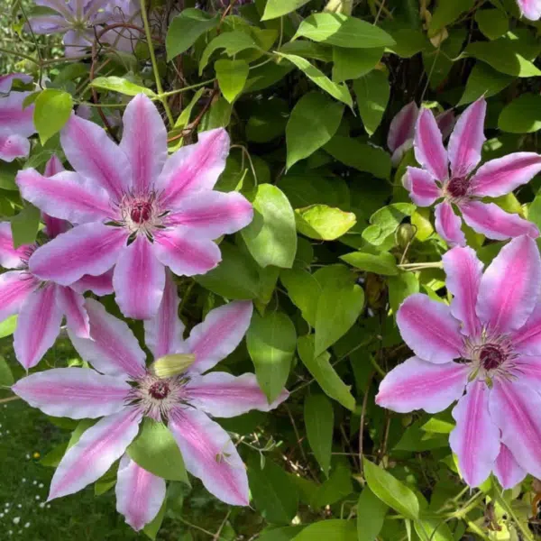 Clematis Nelly Moser (Bosrank) - Afbeelding 2
