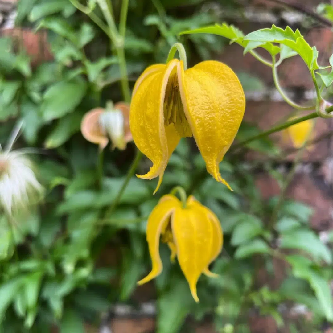 Clematis Tangutica (Bosrank) - Afbeelding 2