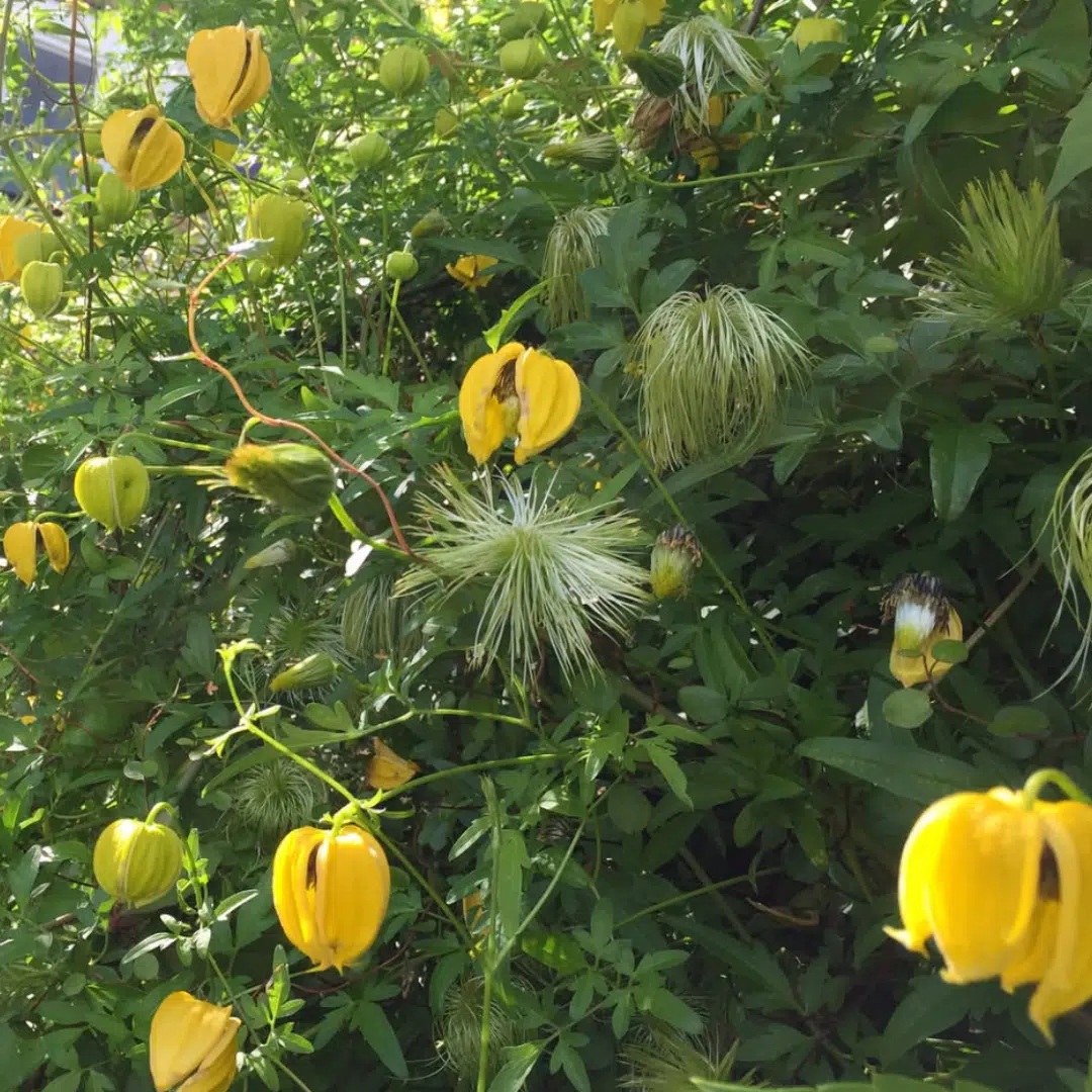 Clematis Tangutica (Bosrank)