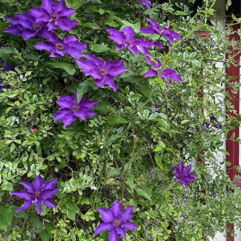 Clematis The President (Bosrank)