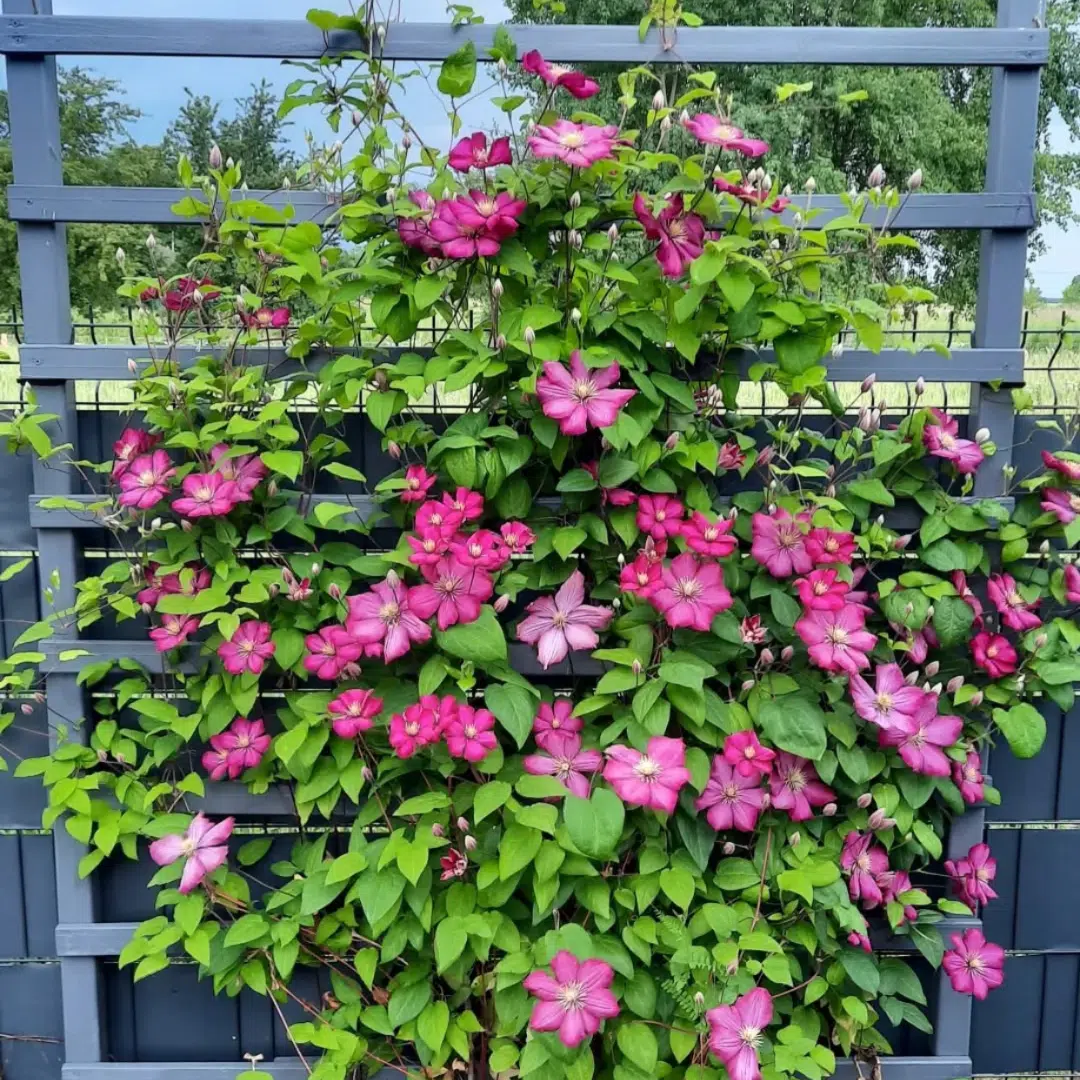 Clematis ‘Ville de Lyon’ – Shop