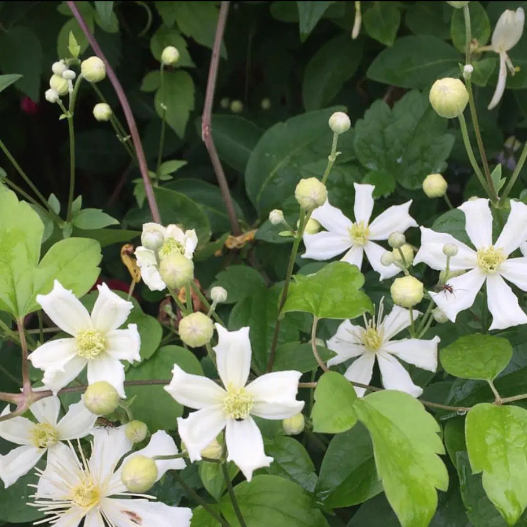 Clematis vitalba 150-175, C7.5