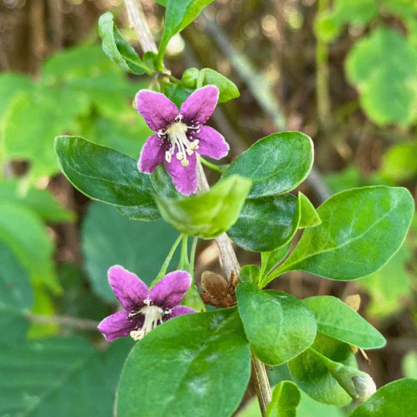 Lycium Barbarum (Gojibes) - Afbeelding 2