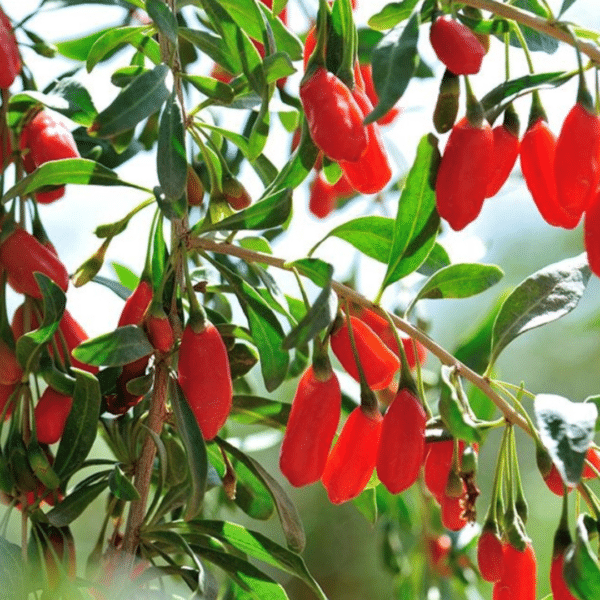 Lycium barbarum (Goji Bes)
