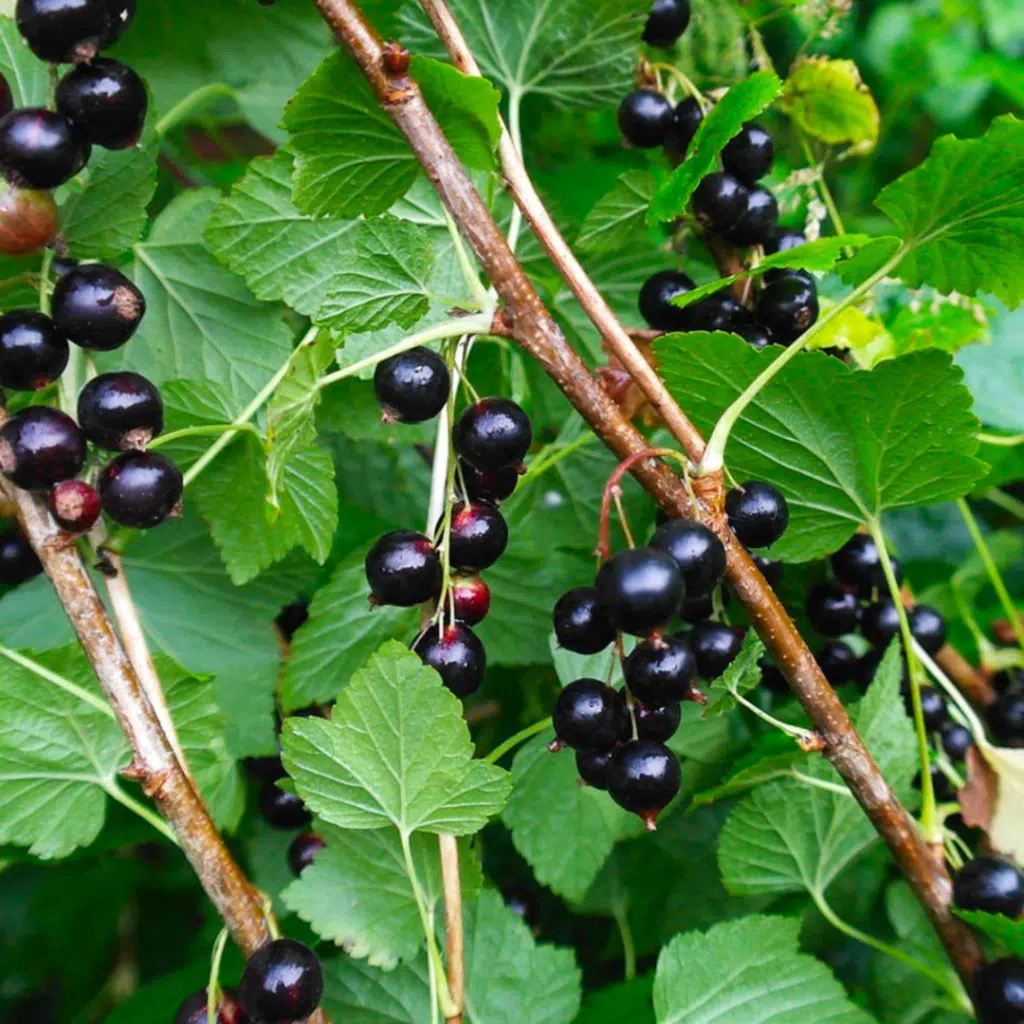 Ribes Nigrum Titania (Zwarte Bes)