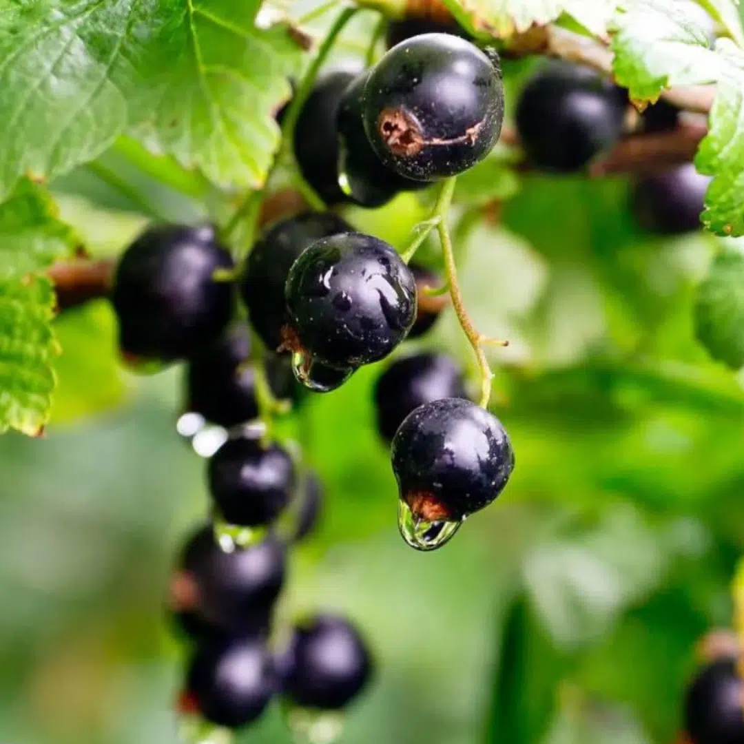 Ribes Nigrum Titania (Zwarte Bes) - Afbeelding 2