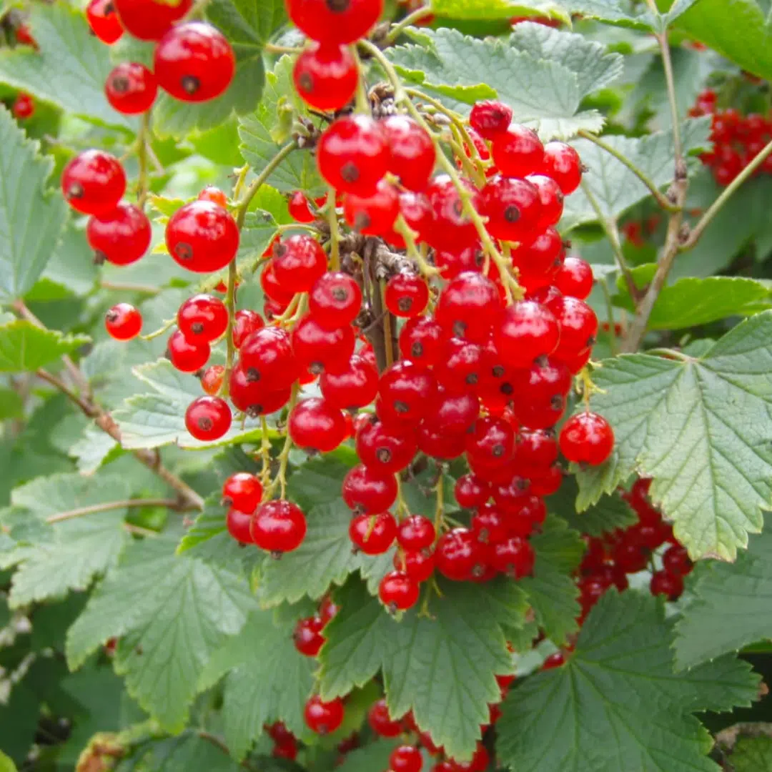Ribes Rubrum Rovada (Rode Bes) - Afbeelding 2