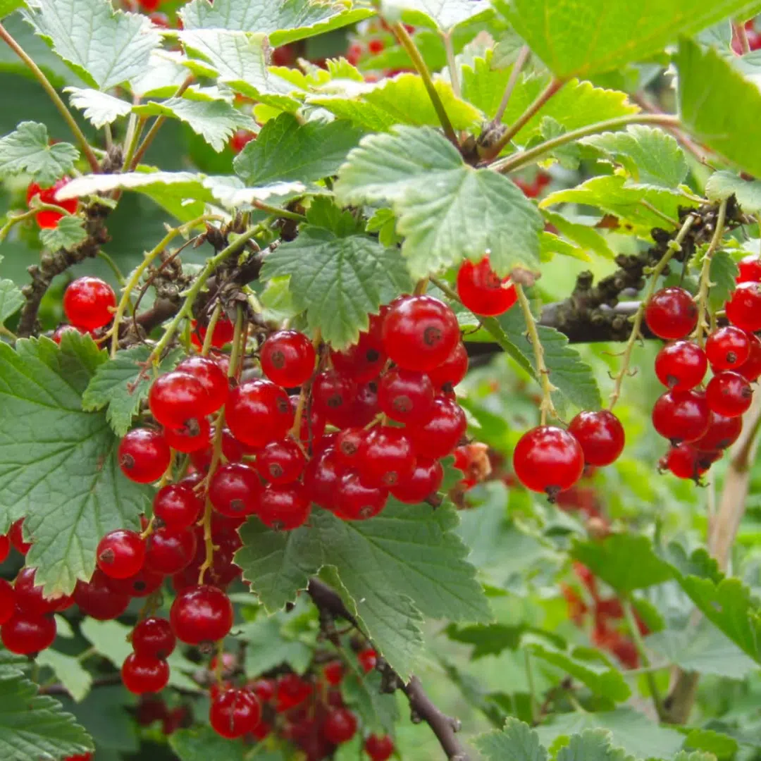 Ribes rubrum Rovada (rode bes)