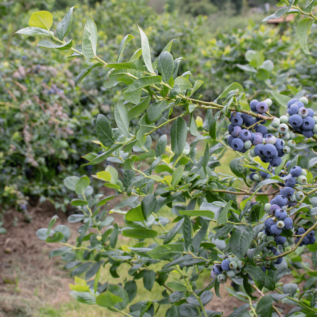 Vaccinium Corymbosum Bluecrop (Blauwe Bes)