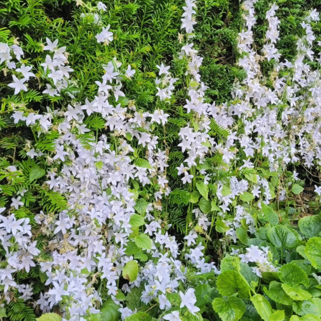 Campanula Poscharskyana E.H. Frost (Witte Servische Klokjesbloem)