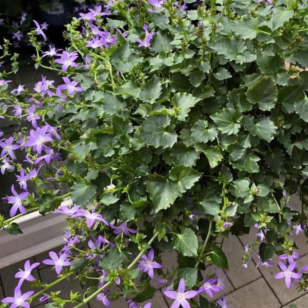 Campanula Poscharskyana (Klokjesbloem)