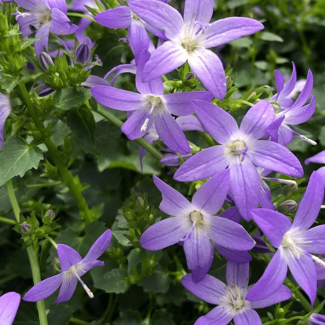 Campanula Poscharskyana (Klokjesbloem) - Afbeelding 2