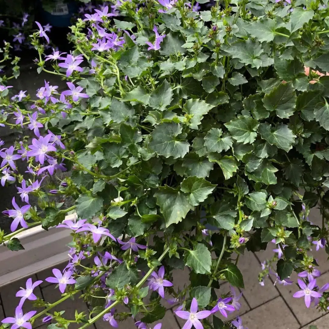 Campanula Poscharskyana (Klokjesbloem)