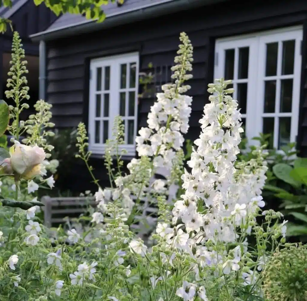 Delphinium (P) Galahad