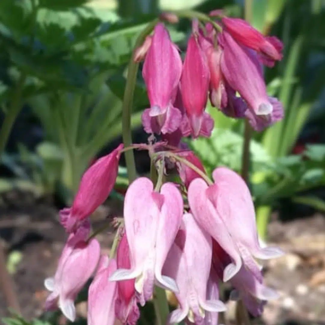 Dicentra Formosa (Klein Gebroken Hartje)