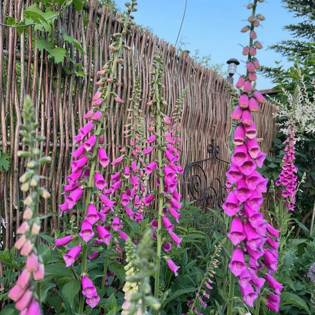 Digitalis Purpurea (Vingerhoedskruid)