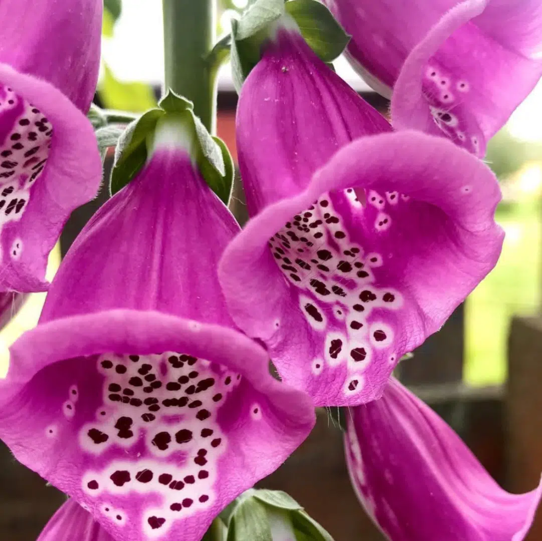 Digitalis Purpurea (Vingerhoedskruid) - Afbeelding 2
