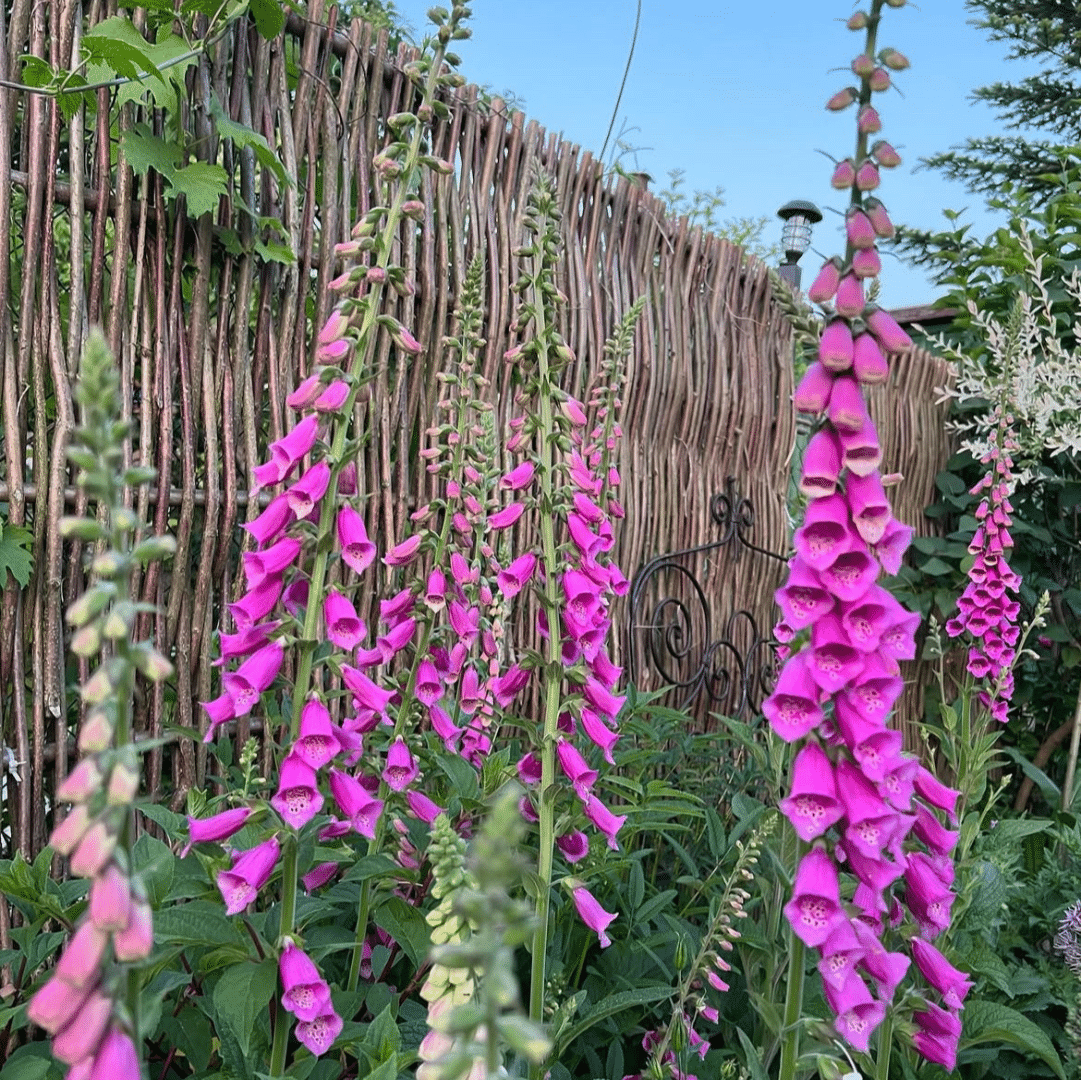 Digitalis Purpurea (Vingerhoedskruid)