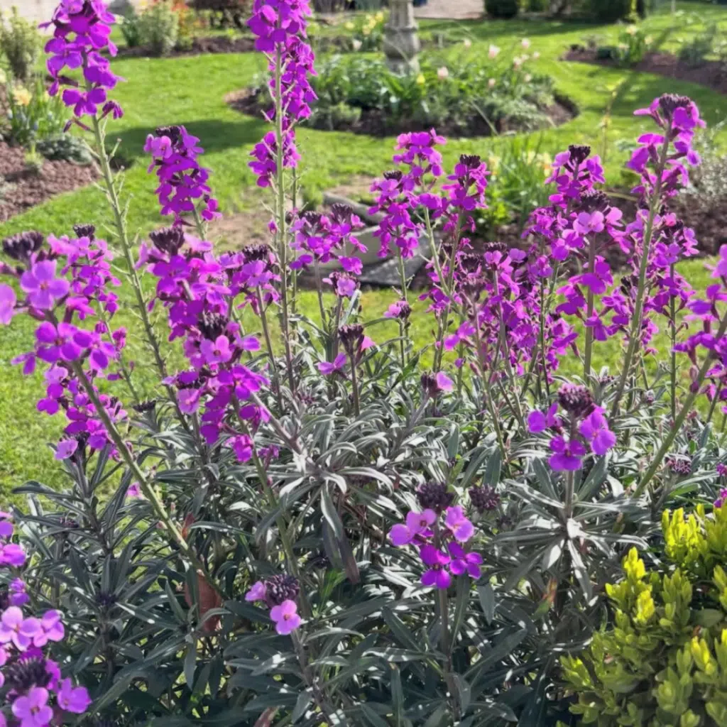 Erysimum Linifolium Bowles Mauve