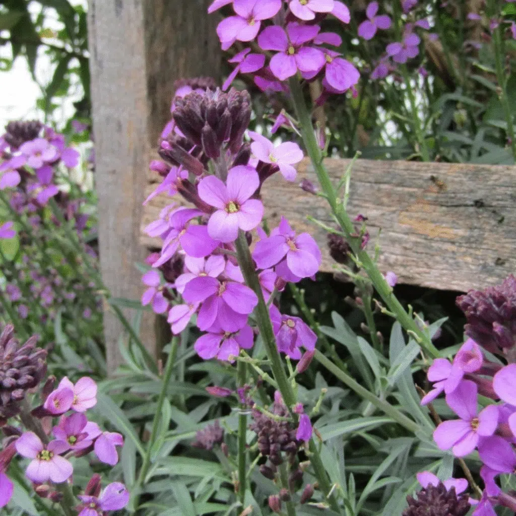 Erysimum Linifolium Bowles Mauve (Muurbloem)