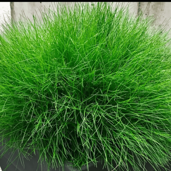 Festuca Gautieri (Zwenkgras) - Afbeelding 2