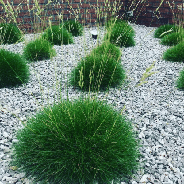 Festuca Gautieri (Zwenkgras)