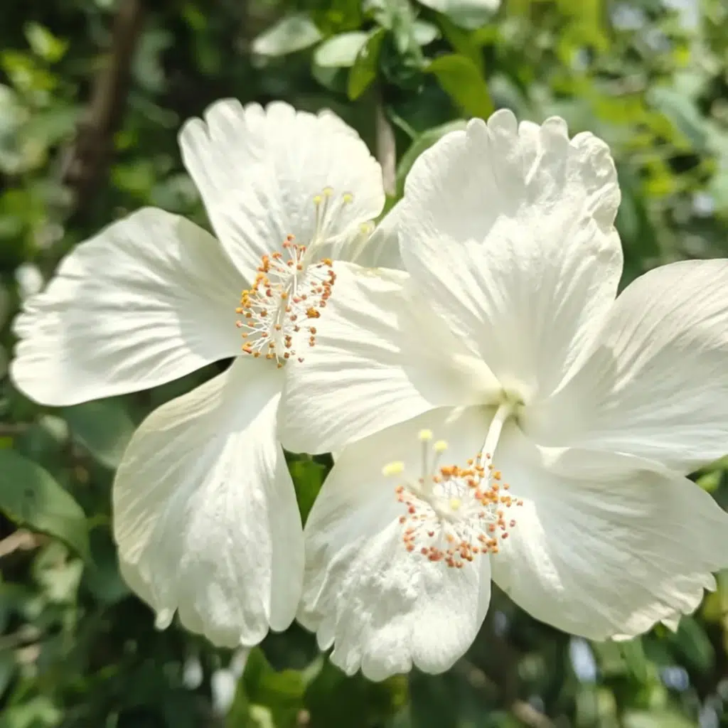 Hibiscus Syr. Flower Tower White (Altheastruik)