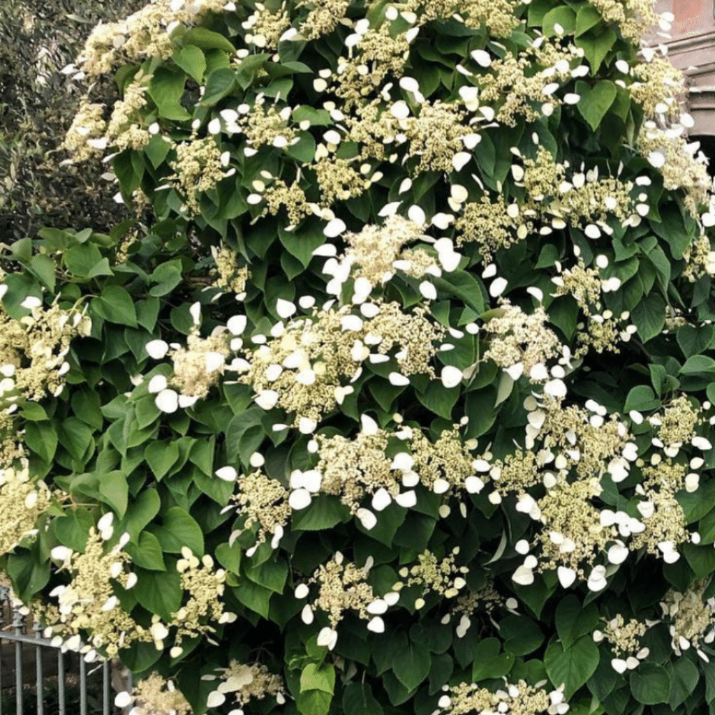 Hydrangea Anomala Petiolaris (Klimhortensia)