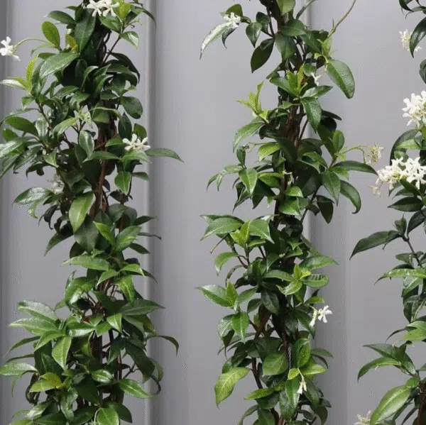 Jasminum Officinale (Echte Jasmijn)