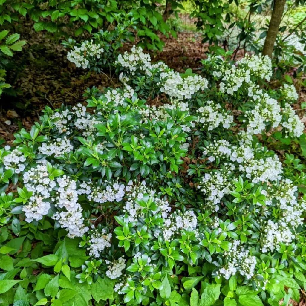 Kalmia Lat. Elf (Lepelboom)