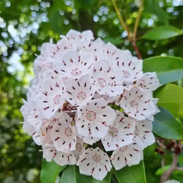 Kalmia Lat. Elf (Lepelboom) - Afbeelding 2
