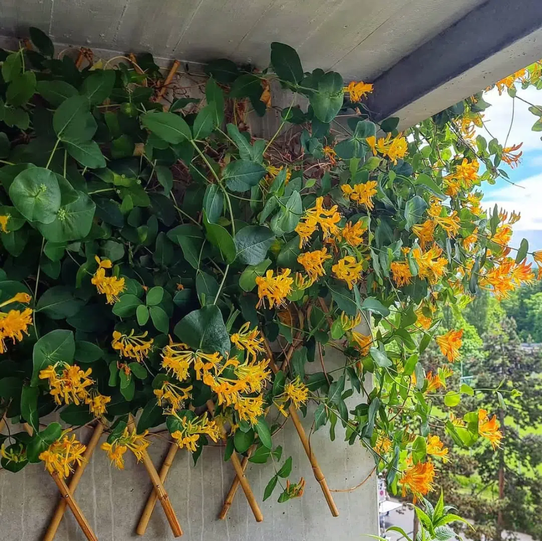 Lonicera Tellmanniana (Kamperfoelie)