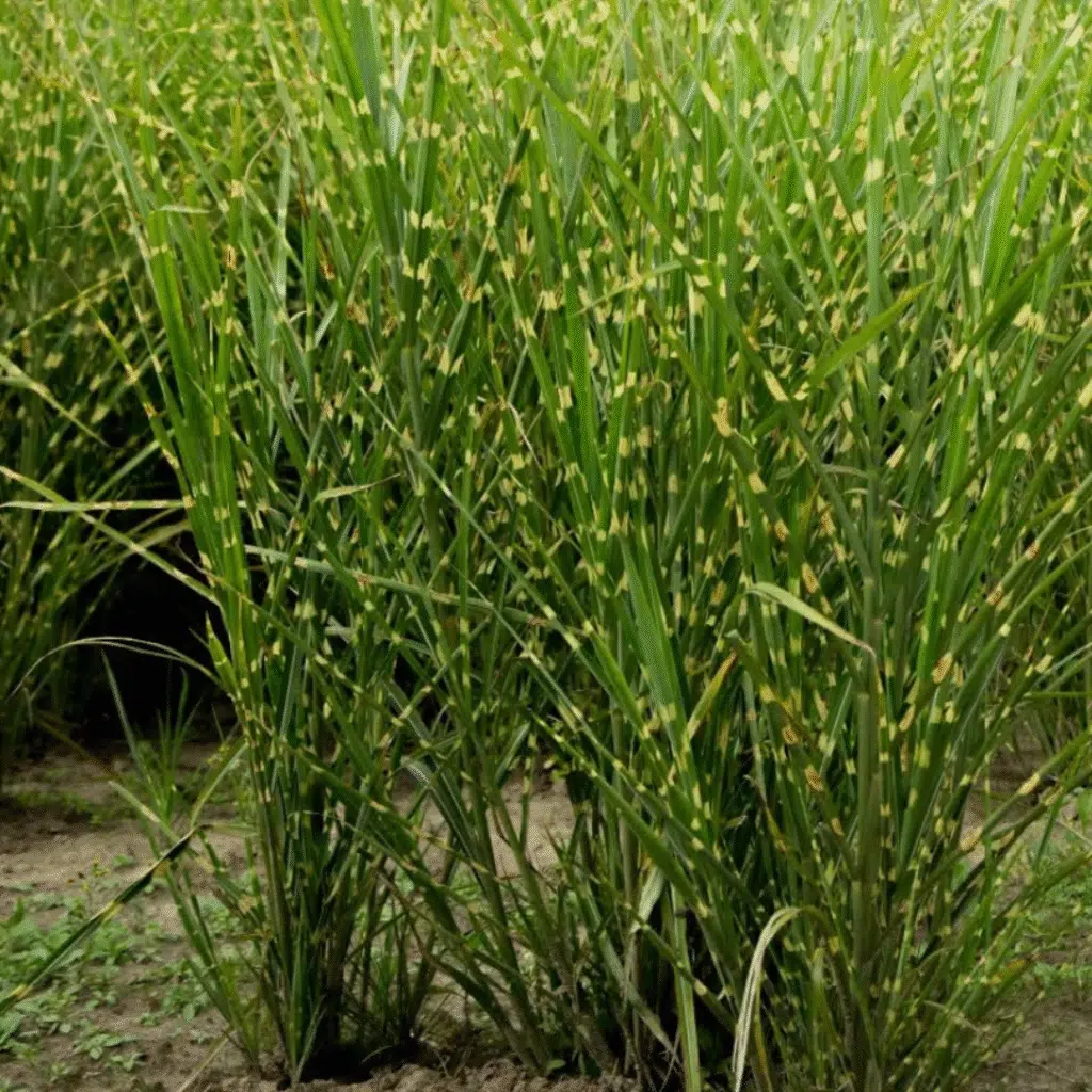 Miscanthus Sinensis Zebrinus (Zebragras)
