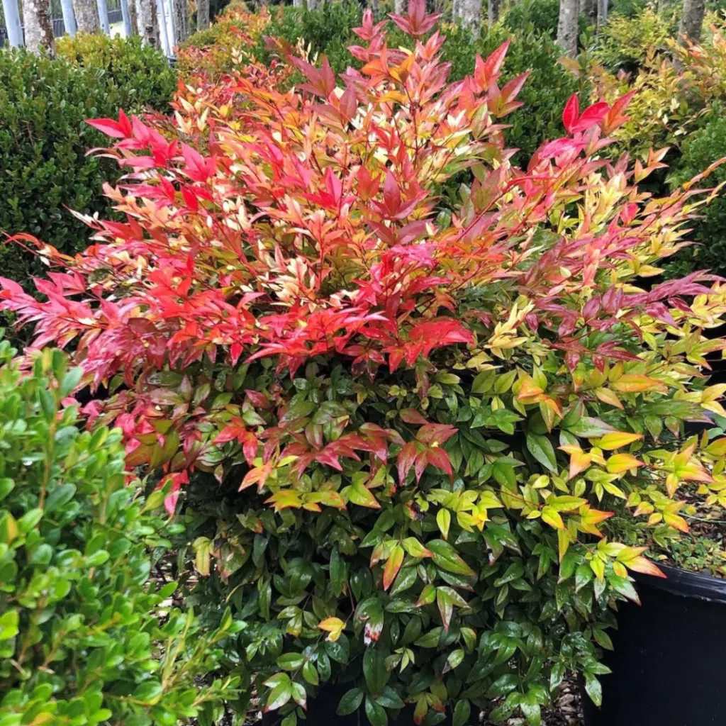 Nandina Domestica Gulfstream (Hemelse Bamboe)