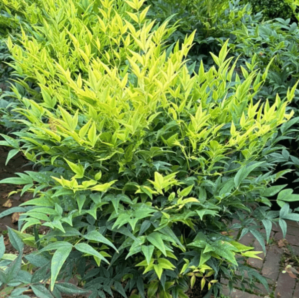C2 (2 Liter) pot planthoogte 20-30cm