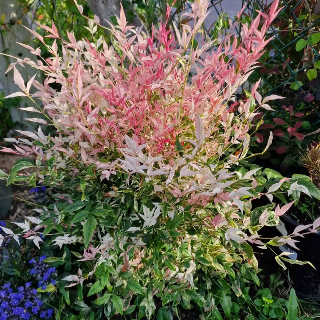Nandina Domestica Twilight (Hemelse Bamboe)