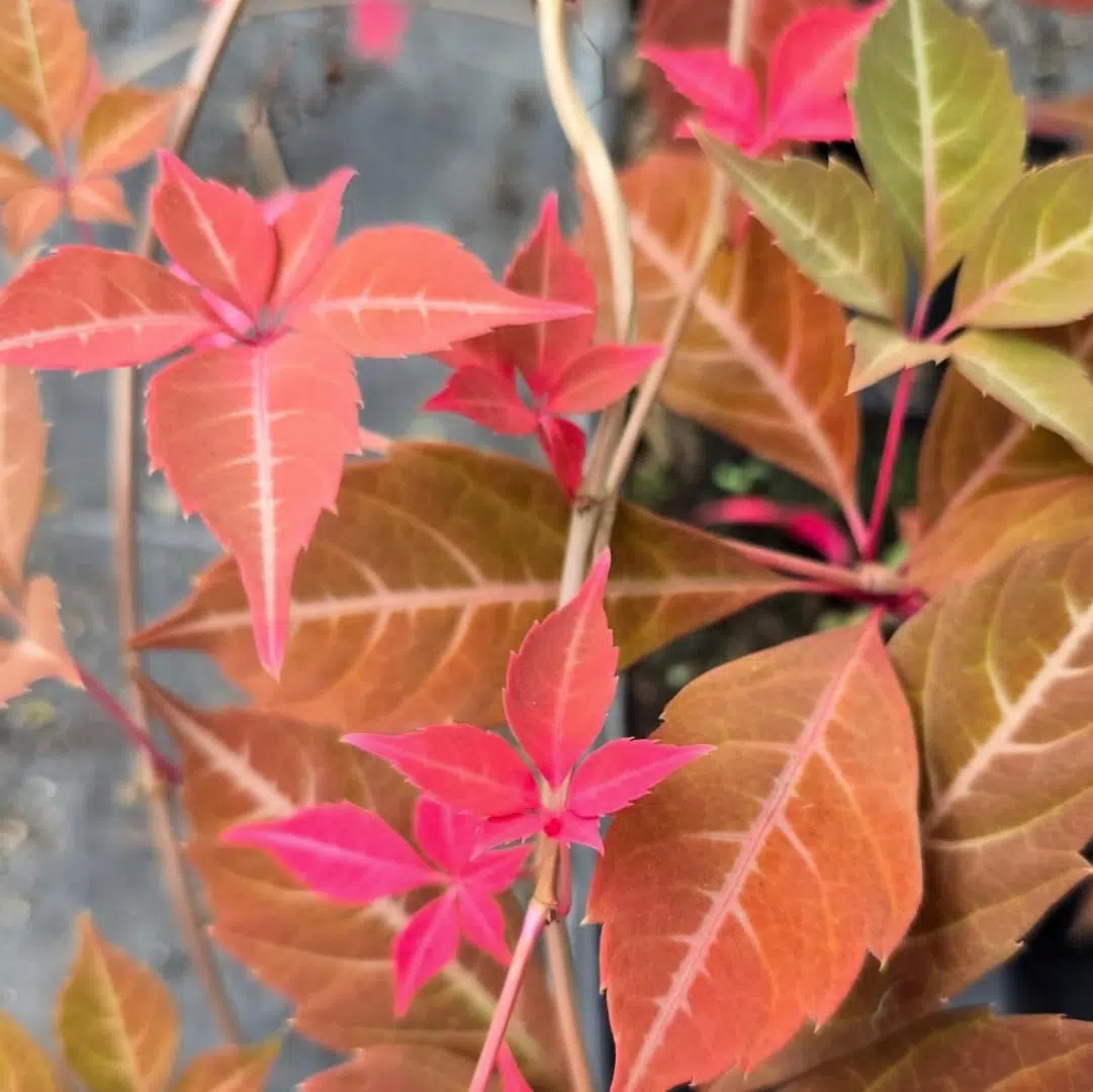 Parthenocissus Henryana (Wilde Wingerd) - Afbeelding 2