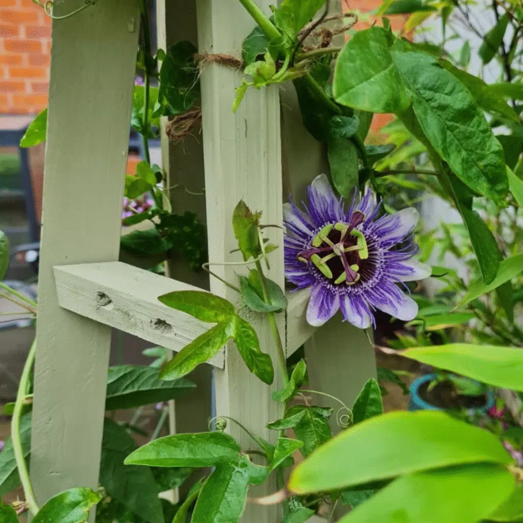 Passiflora Purple Haze (Passiebloem)