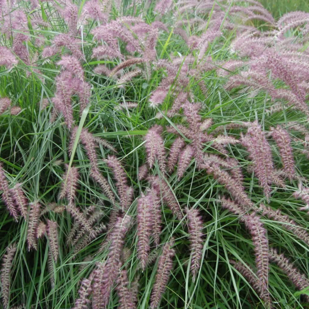 Pennisetum Orientale Flamingo (Lampenpoetsersgras)