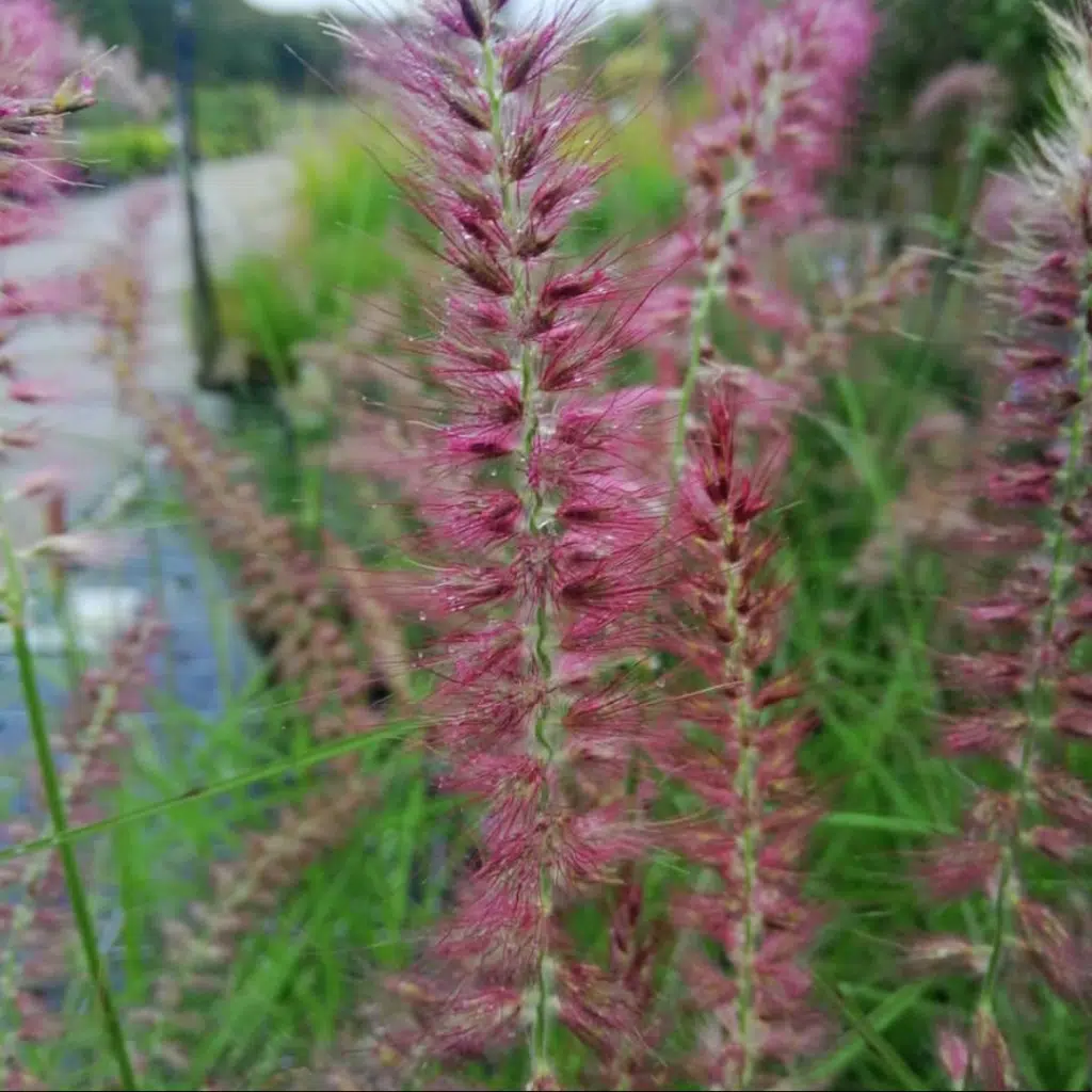 Pennisetum Orientale Flamingo (Lampenpoetsersgras)