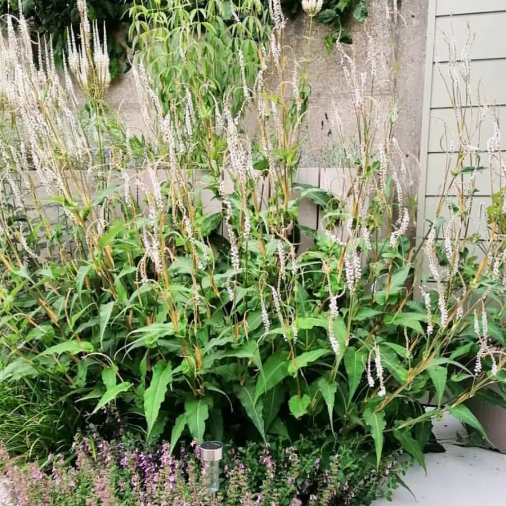 Persicaria Amplexicaulis Alba (Witte Duizendknoop)