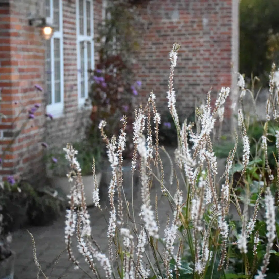 Persicaria Amplexicaulis Alba (Witte Duizendknoop) - Afbeelding 2