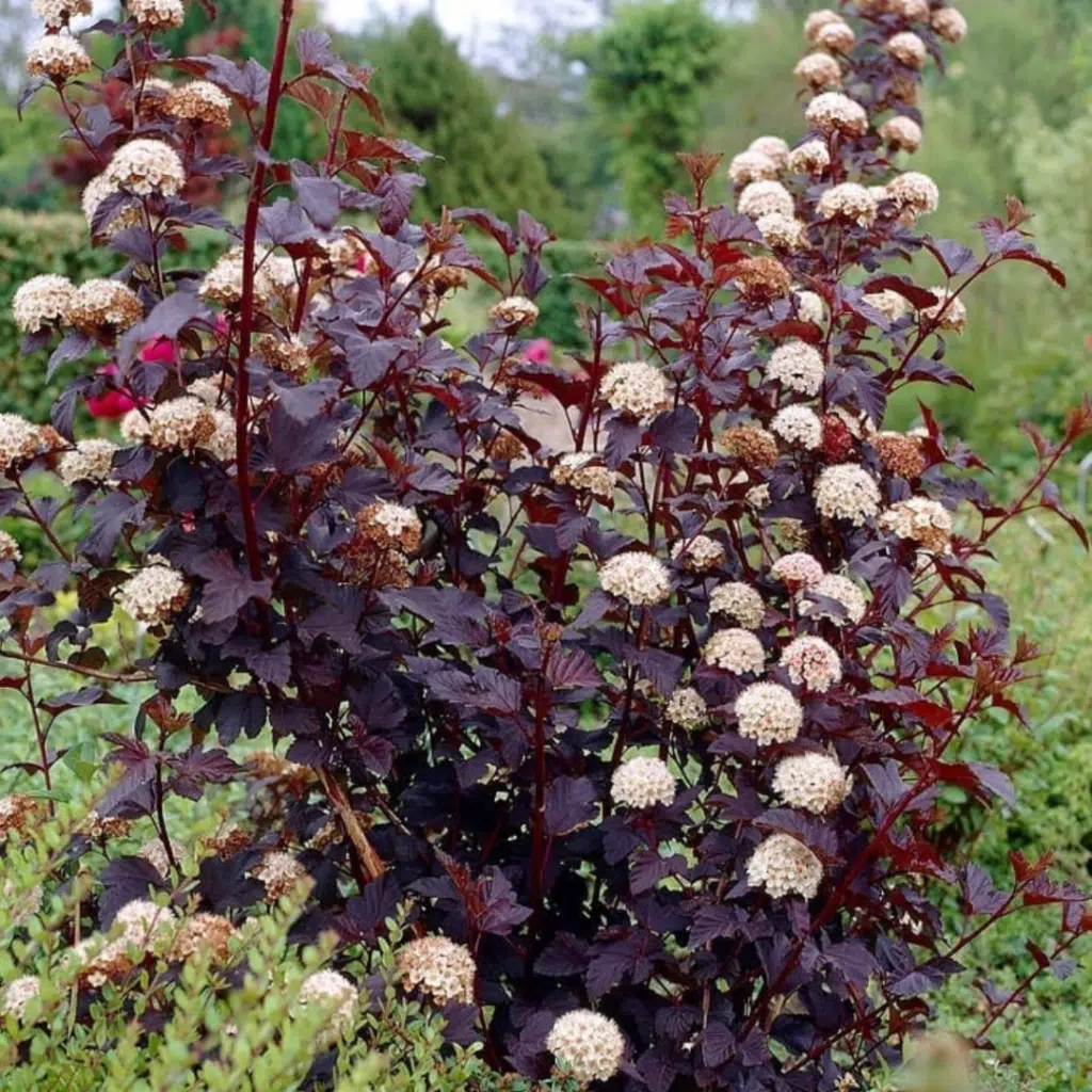 Physocarpus Opulifolius Diabolo (Blaasspirea)