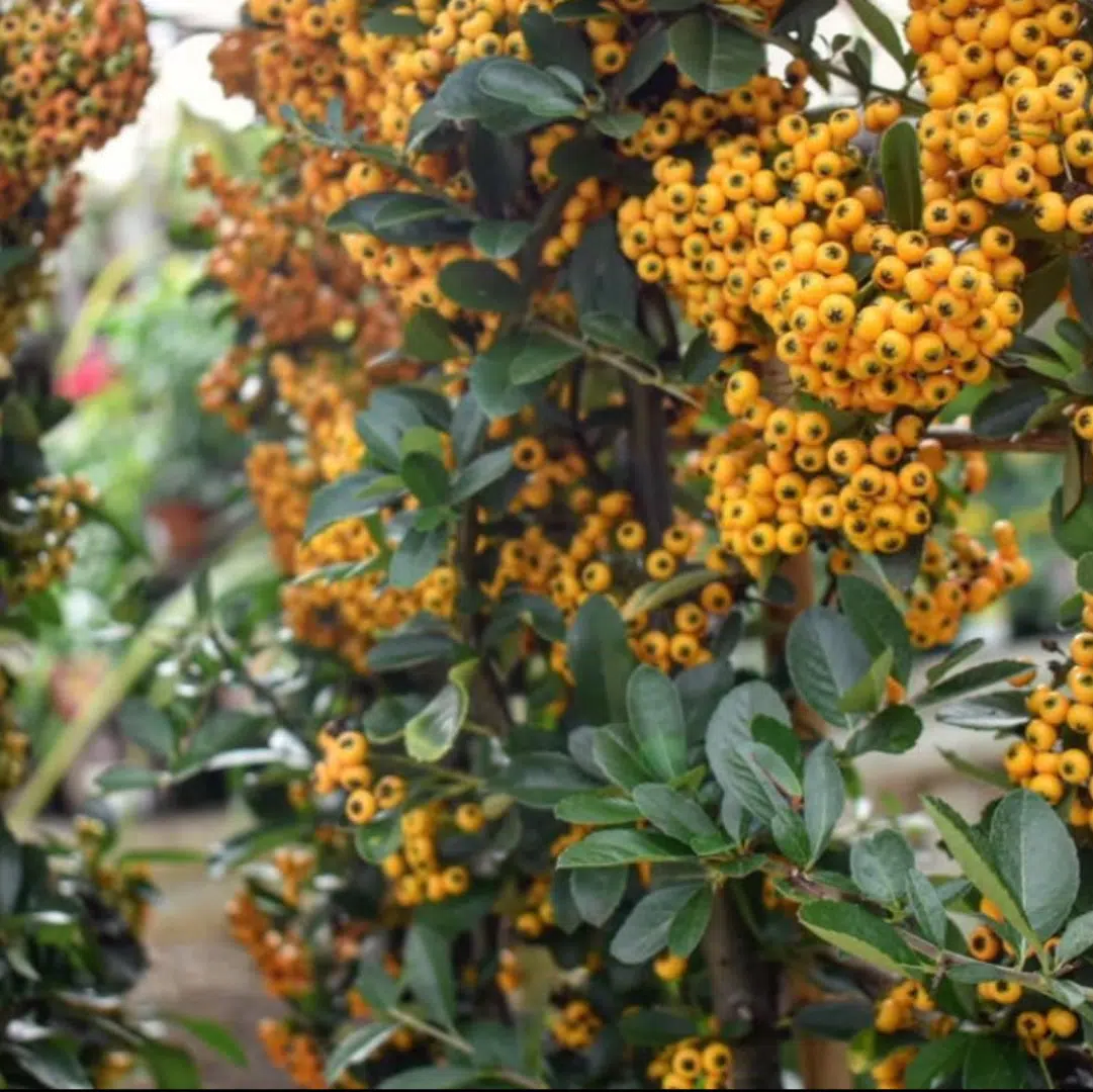 Pyracantha Golden Charmer (Vuurdoorn)