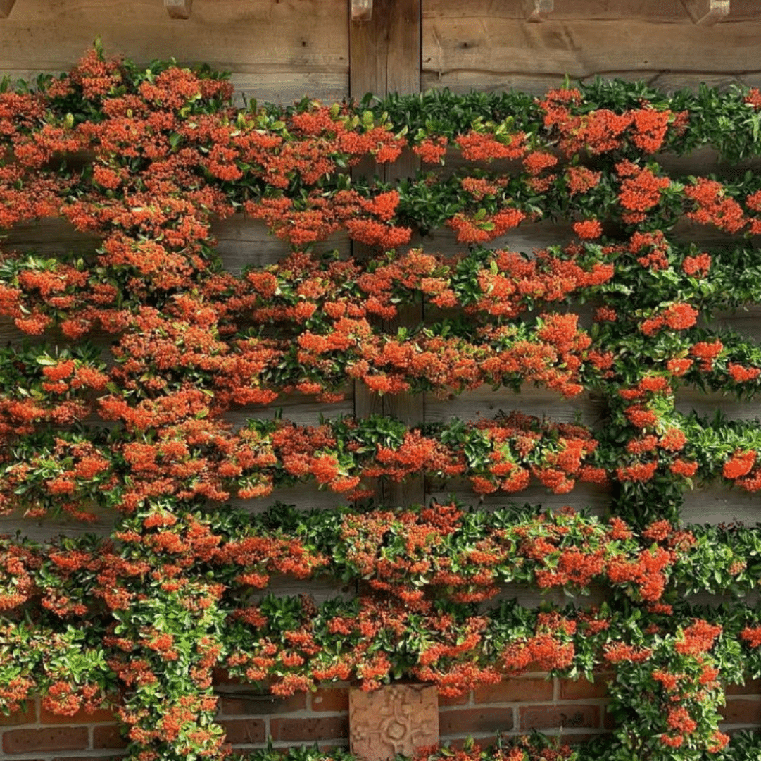 Pyracantha-Orange-Glow-Vuurdoorn