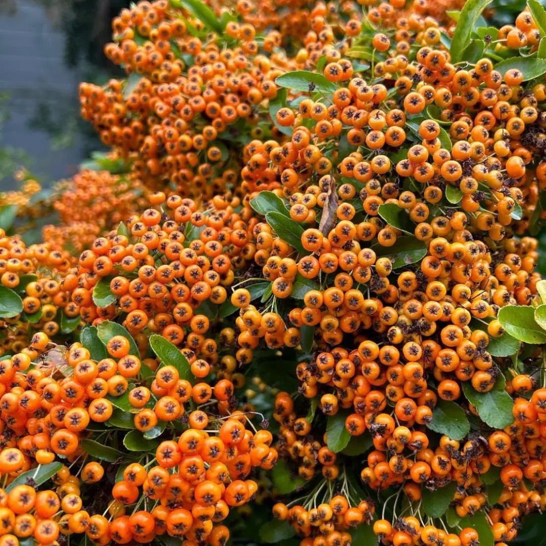 Pyracantha Orange Glow (Vuurdoorn) - Afbeelding 2