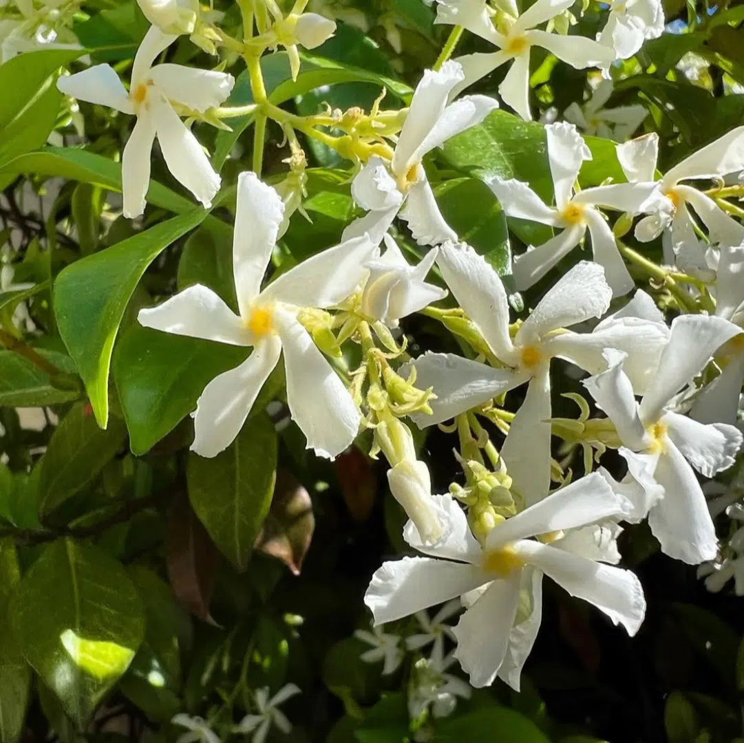 Trachelospermum Jasminoides (Sterjasmijn) - Afbeelding 2