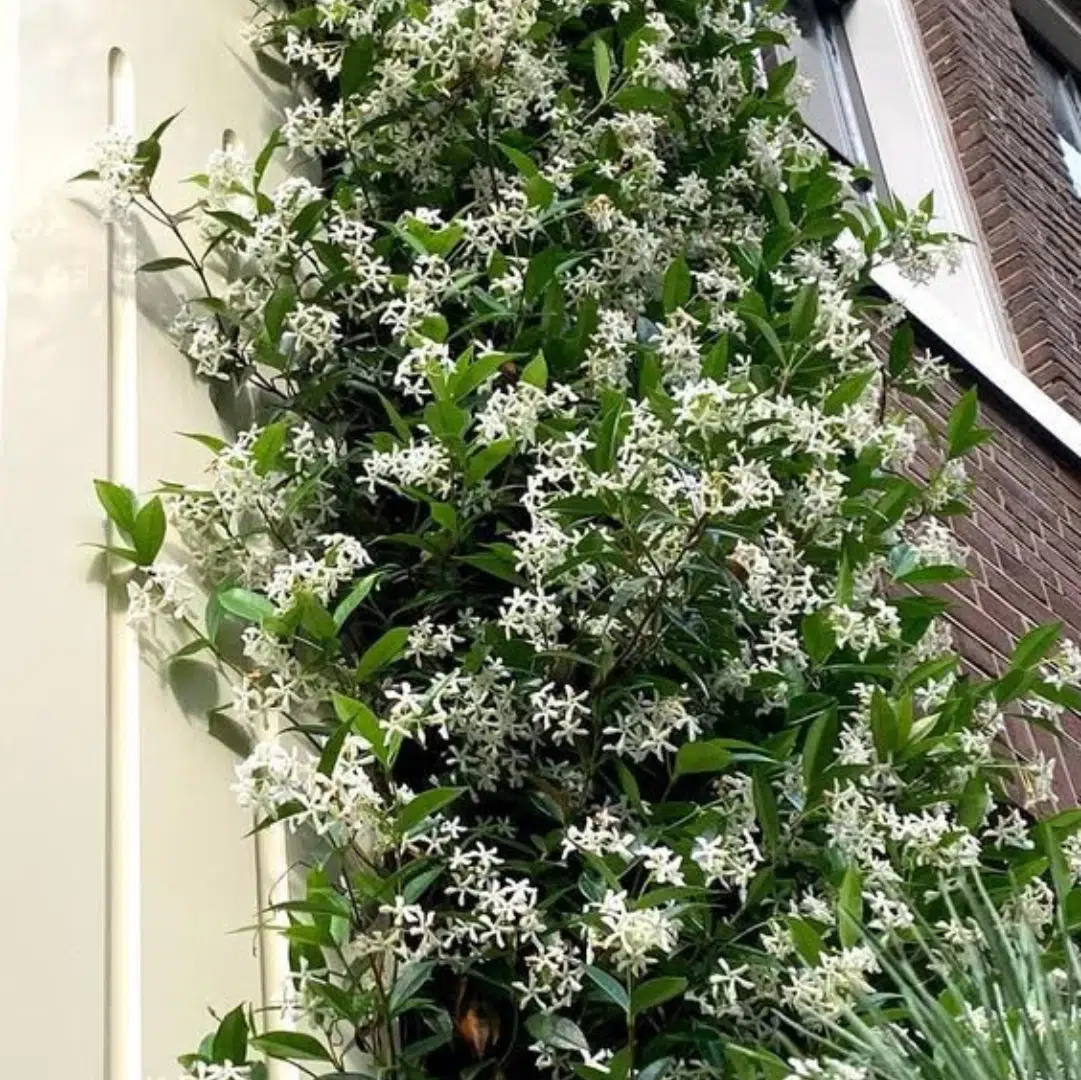 Trachelospermum Jasminoides (Sterjasmijn)